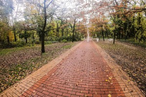 Obilazak lokacije na kojoj je predviđena seča bolesnog drveća