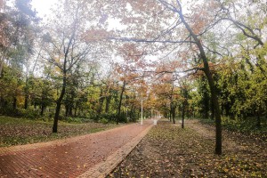 Obilazak lokacije na kojoj je predviđena seča bolesnog drveća