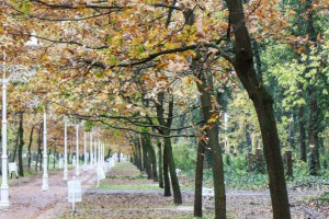 Obilazak lokacije na kojoj je predviđena seča bolesnog drveća