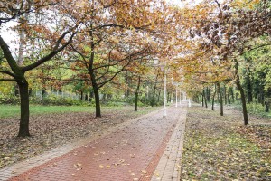 Obilazak lokacije na kojoj je predviđena seča bolesnog drveća