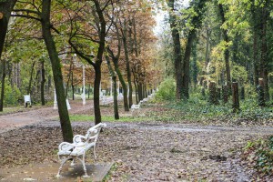 Obilazak lokacije na kojoj je predviđena seča bolesnog drveća