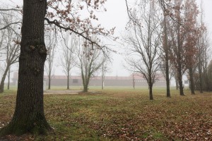 Najava akcije uklanjanja invazivnog drveća i proširenja parkinga
