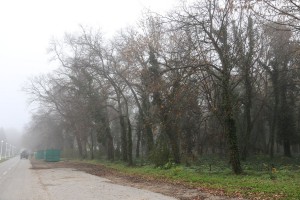 Najava akcije uklanjanja invazivnog drveća i proširenja parkinga