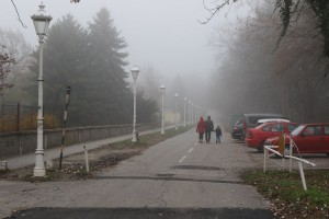 Najava akcije uklanjanja invazivnog drveća i proširenja parkinga