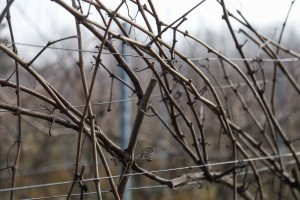 Orezivanje vinove loze u sklopu obeležavanja dana Svetog Vinka