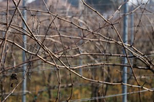 Orezivanje vinove loze u sklopu obeležavanja dana Svetog Vinka
