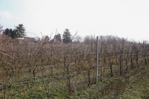 Orezivanje vinove loze u sklopu obeležavanja dana Svetog Vinka