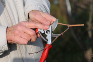 Orezivanje vinove loze u sklopu obeležavanja dana Svetog Vinka