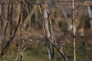 Orezivanje vinove loze u sklopu obeležavanja dana Svetog Vinka