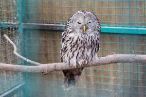 Puštanje uralske sove u divljinu