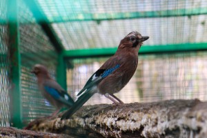 Puštanje uralske sove u divljinu