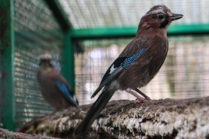 Puštanje uralske sove u divljinu