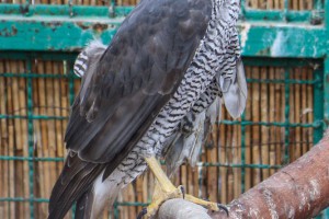 Puštanje uralske sove u divljinu