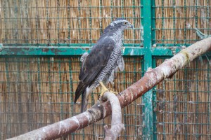 Puštanje uralske sove u divljinu