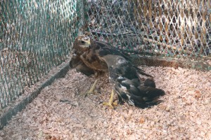 Puštanje uralske sove u divljinu