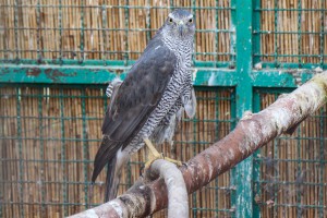 Puštanje uralske sove u divljinu