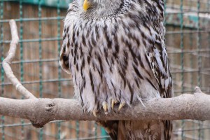 Puštanje uralske sove u divljinu