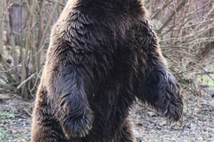 U poseti medvedu i medvedici