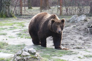 U poseti medvedu i medvedici