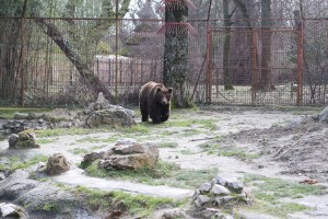 U poseti medvedu i medvedici
