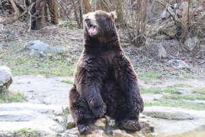 U poseti medvedu i medvedici