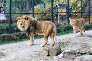 U poseti medvedu i medvedici