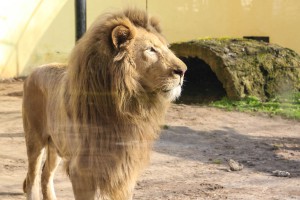 U poseti medvedu i medvedici