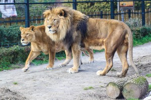 U poseti medvedu i medvedici