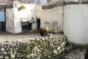 U poseti medvedu i medvedici