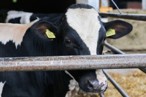 Obilazak farme "Pušin"