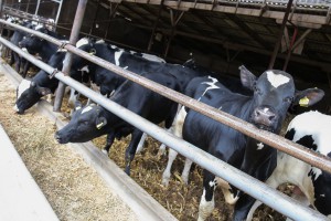 Obilazak farme "Pušin"