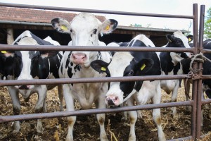 Obilazak farme "Pušin"