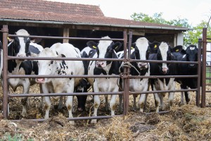 Obilazak farme "Pušin"