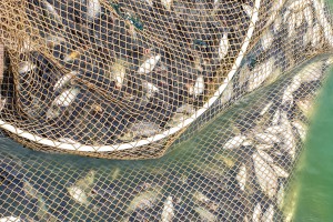 Izlov invazivne ribe u Palićkom jezeru