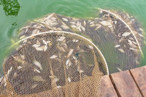 Izlov invazivne ribe u Palićkom jezeru