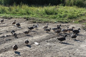 Obilazak radova na čišćenju divlje deponije u Čantaviru