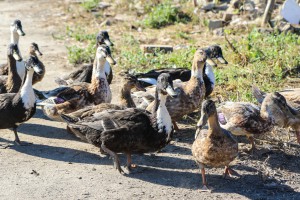 Obilazak radova na čišćenju divlje deponije u Čantaviru