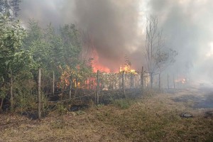 Požar u porodičnom gazdinstvu u Ulici dr Ferenca Bodrogvarija