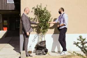 Sađenje sadnice drveta vrste "Ginko biloba"