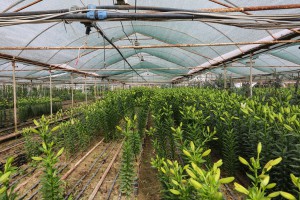 Razgovor povodom spaljivanja otpada i rastinja na Makovoj sedmici