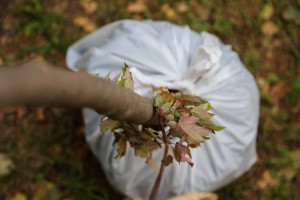 Aktivnosti vezane za zaštitu životne sredine u okviru obeležavanja Dečje nedelje