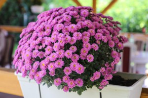 Obilazak Dnevnog boravka za odrasle pri Domu "Kolevka"