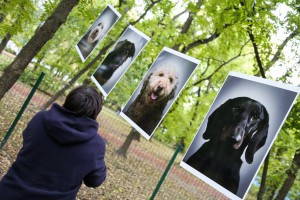Promocija "Uhvati, steriliši i pusti" programa i udomljenja pasa sa markicom