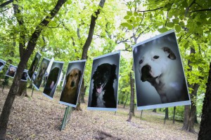 Promocija "Uhvati, steriliši i pusti" programa i udomljenja pasa sa markicom