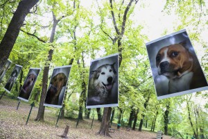 Promocija "Uhvati, steriliši i pusti" programa i udomljenja pasa sa markicom