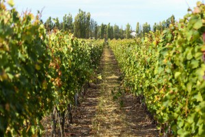 Reportaža o degustaciji vina