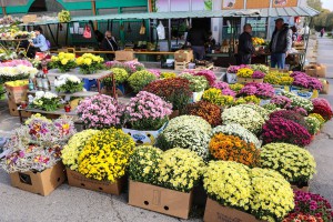 Grobljansko cveće na "Zelencu" u susret prazniku "Svi sveti"