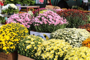 Grobljansko cveće na "Zelencu" u susret prazniku "Svi sveti"