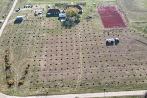 Pošumljavanje nekadašnje deponije oko sportskog kompleksa u Novom Žedniku