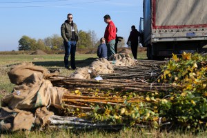 Pošumljavanje nekadašnje deponije oko sportskog kompleksa u Novom Žedniku